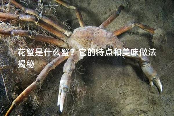 花蟹是什么蟹？它的特點和美味做法揭秘